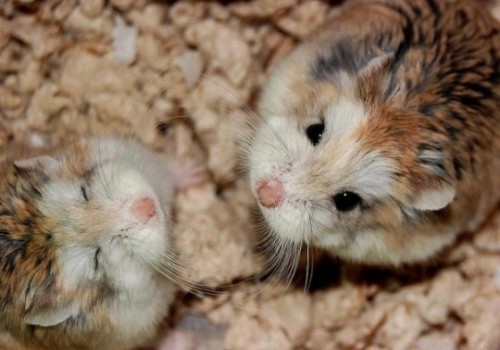 Cute rodents