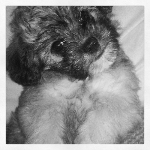 My new puppy, Gideon :).