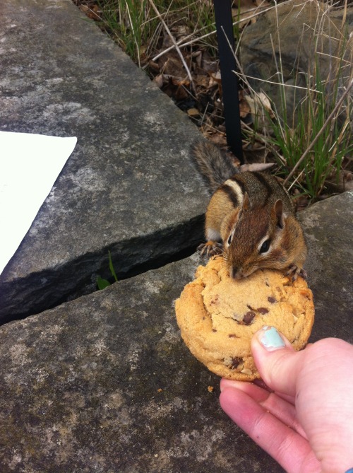 made friends with this lil guy.. he was a big fan of the cookie!!!